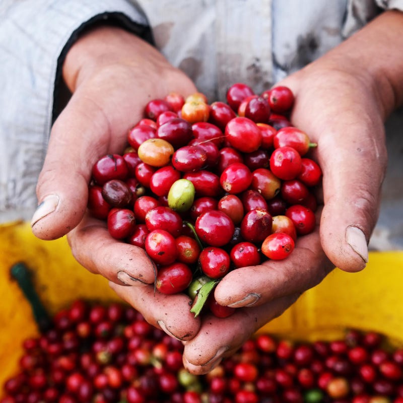 Rohkaffee aus naturnahem Anbau