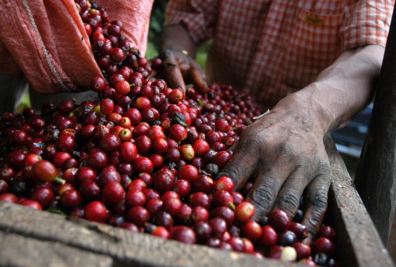Guatemala Kaffeeernte