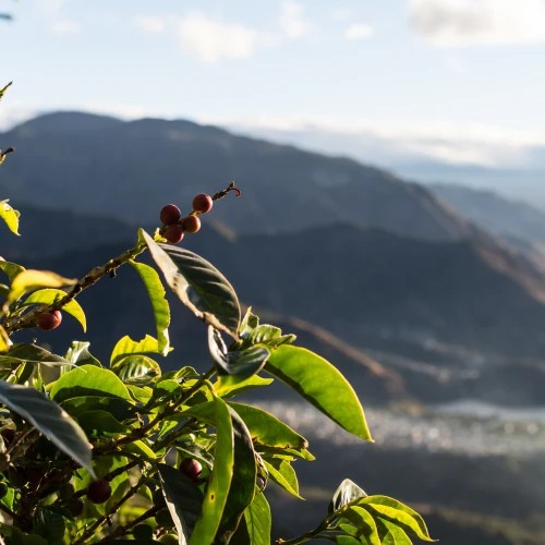 Kaffeeland Guatemala