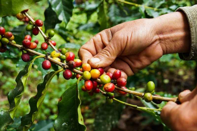 Rohkaffee Guatemala