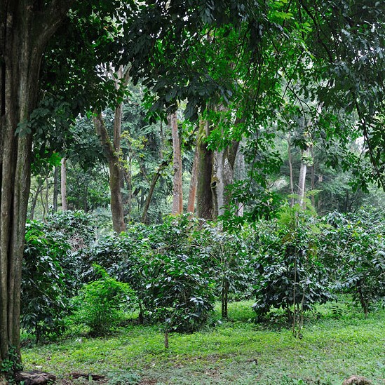 Naturnaher Anbau